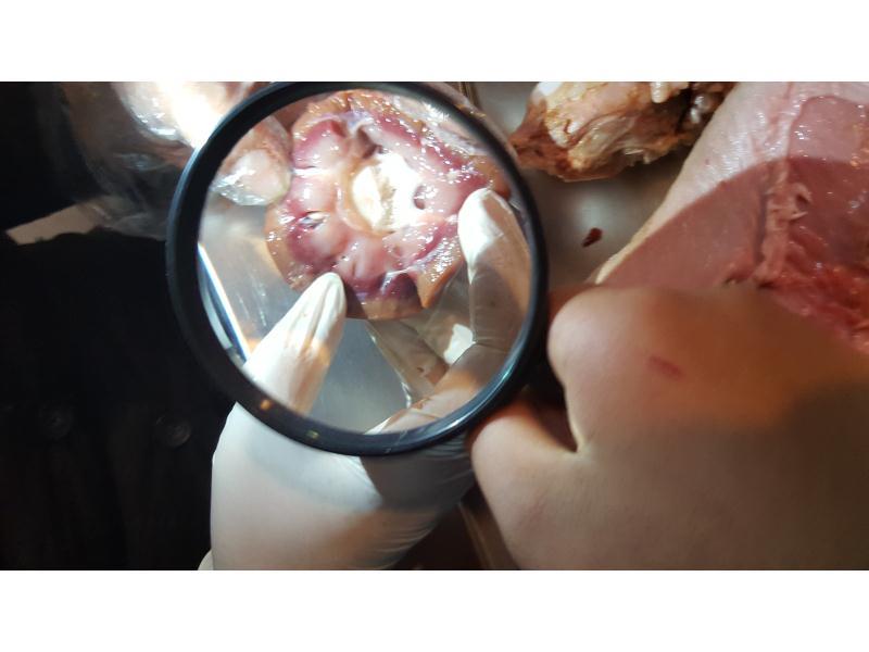 تشریح  ماهیچه های ارادی و غیر ارادی