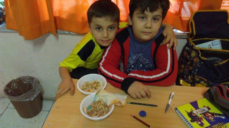 نور خورشید و تاثیر آن بر گیاهان (دوم )