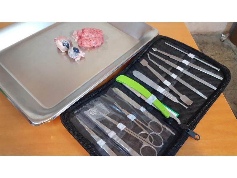 تشریح مغز و چشم ( پایه پنجم )